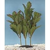 Rotala Serrate Plant - Large - 9 in.