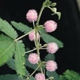 SEED BARGAINS: Mimosa Pudica (Approx 30 Commercial Grade Seeds)