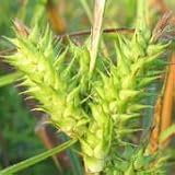 Common Hop Sedge (Carex lupulina) - Jumbo Wildflower Seed Packet