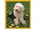  - Old English Sheepdog Puppy
