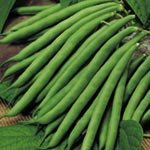 SUTTONS SEEDS: Climbing French Bean Cobra Seeds (70 seeds)