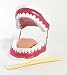 American Educational 7-1420 Oral Hygiene Model - with Key