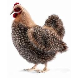 Plush Beige Hen By Hansa 13.5