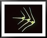 Dinoflagellates, Ceratium Sp Framed Art Poster Print by Oxford Scientific, 39x31