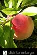 Honey Babe Dwarf Peach Tree Five Gallon