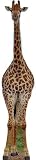 Giraffe Standee