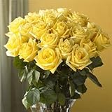 Two Dozen Yellow Sunshine Roses, Eco-Friendly - Veriflora Certified, Yellow Rose Bouquet