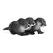 Safari Ltd IC Nordamerikanische Fischotter Babies