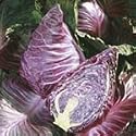 SUTTONS SEEDS: Cabbage Kalibos Seeds (140 seeds)