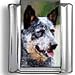 Australian Cattle Dog Italian charm