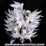Dendrobium amethystoglossum 200S