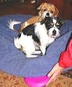 SnuggleSafe Microwave Heatpad - keeps your pet warm and comfortable