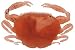 Sporting Goods : Berkley Gulp! Alive! 1" Peeler Crab Size: 32 oz.; Color: Amber Glow (AG)