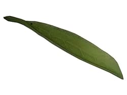 Cast Iron Incense Holder - Green Leaf