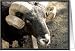 Black Sheep Card