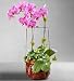 Flowers by 1800Flowers - Balinese Orchid Basket