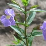 Monkey Flower (Mimulus ringens) - Jumbo Wildflower Seed Packet