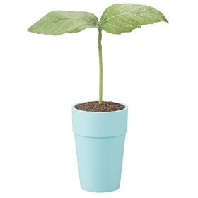 Pekoppa Blue Potted Listening Plant