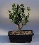 Dwarf Burning Bush Ryoko.(euonymous japonica 