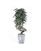 Silk Ficus Tree, Mini Wave Liana - 6 Ft.