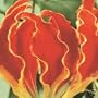 GLORY LILY - 5 Seeds - Gloriosa rothschildiana
