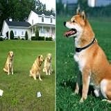Smart & Harmless Electronic Pet Dog Fencing System (300 Meters) - Safe and Easy Controllable