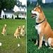 Smart & Harmless Electronic Pet Dog Fencing System (300 Meters) - Safe and Easy Controllable