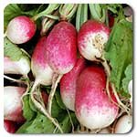 100% Certified Organic: French Breakfast Radish Seeds - B002AN5N1Q