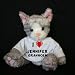 Plush Stuffed Cat (Kit Kat) toy with I Love Jennifer Granholm t-shirt