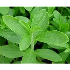 Stevia rebaudiana - Stevia rebaudiana - Samen