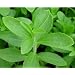 Stevia rebaudiana - Stevia rebaudiana - Samen