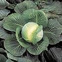 Cabbage F1 Kilaxy Seeds (1 Pkt - 40 seeds)