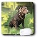 labrador33  - Dogs Labrador Retriever Chocolate Labrador Retriever Mouse Pads