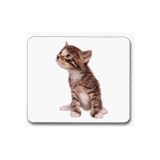 PetsVocabularyCards