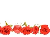 Row of Red Roses Photographic Poster Print, 48x64