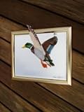  : Flying Mallard On Mirror