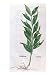 Baytree, Illustration for The Herbarium by Leonhart Fuchs, Published in Basel, 1555 Art Giclee Poster Print by German School, 18x24