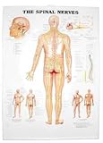 The The Spinal Nerves 3D Raised Relief Chart