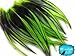 Rooster Feathers; LIME GREEN Laced Rooster Cape Feathers - 4 to 7 Inches long - 10 Pieces