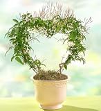 Jasmine Heart