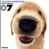 THE DOG ゴールデン・レトリーバー 2007年 カレンダー