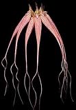 Cirrhopetalum Elizabeth Ann 'Buckleberry' FCC/AOS 1025H
