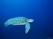 Green Turtle Swimming, Chelonia Mydas, Underwater off Sabah, Malaysia, Asia Photographic Poster Print by Louise Murray, 18x24