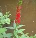 Lobelia cardinalis - Cardinal Flower