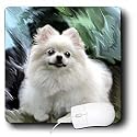 Dogs Pomeranian - Pomeranian - Mouse Pads