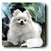 pomeranian10 - Dogs Pomeranian Pomeranian Mouse Pads