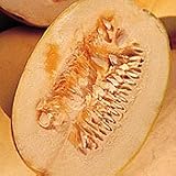Organic Spaghetti Winter Squash - 25 Seeds - B001F5XE6G