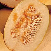 Organic Spaghetti Winter Squash - 25 Seeds