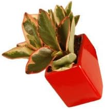 Cube Wall Planter Size: Large, Color: Glossy Red