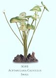 Silk Acetabularia Aquarium Plant, Small